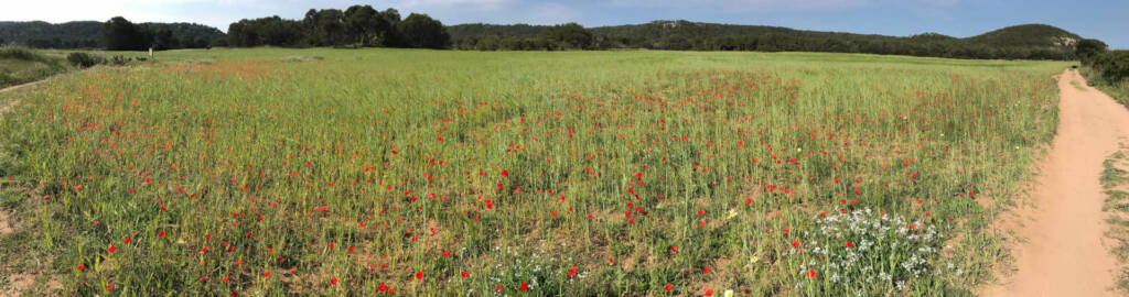 Coquelicots dans la campagne Algaiarens