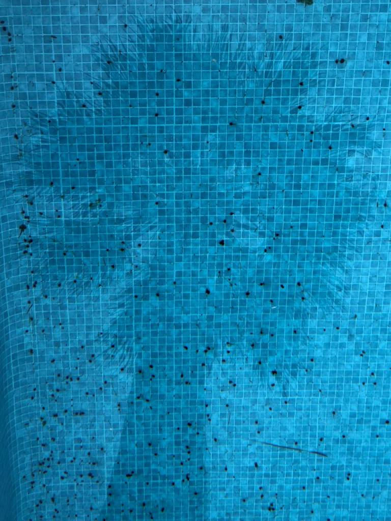 Minorque privee palmier dans piscine